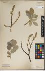 Foto von Salix lanata L.